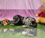 Small #1 Catahoula Leopard Dog