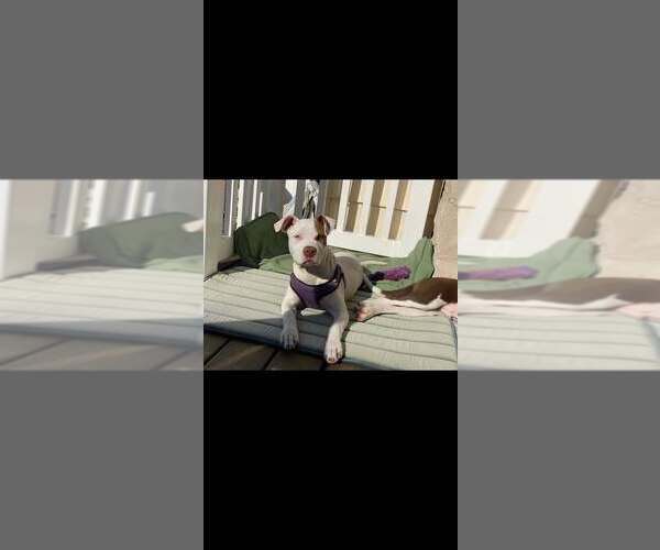 Medium Photo #27 American Pit Bull Terrier-Chihuahua Mix Puppy For Sale in New York, NY, USA