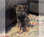 Puppy 2 Chow Chow-Siberian Husky Mix