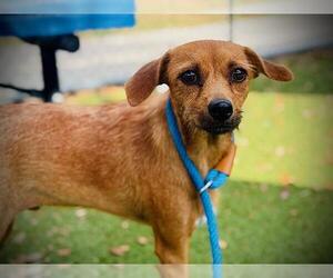 Chihuahua-Unknown Mix Dogs for adoption in Orlando, FL, USA