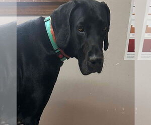 Great Dane Dogs for adoption in Bullard, TX, USA