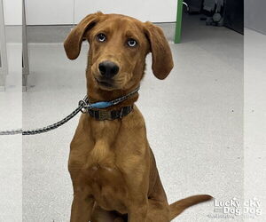 Retriever -Unknown Mix Dogs for adoption in Washington, DC, USA