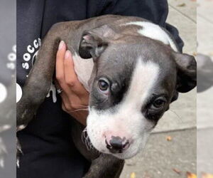 Mutt Dogs for adoption in Tracy, CA, USA