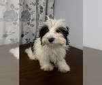 Small #19 Havanese