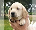 Small #2 Labrador Retriever