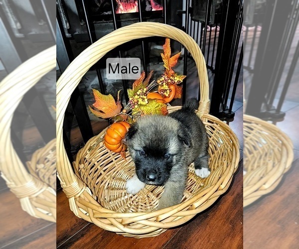 Medium Photo #11 Akita Puppy For Sale in ROSEVILLE, CA, USA