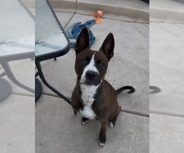 Medium Photo #2 American Boston Bull Terrier Puppy For Sale in San Diego, CA, USA