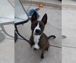 Small #1 American Boston Bull Terrier