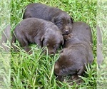 Small #2 Labrador Retriever