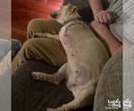 Small #5 Wheaten Terrier Mix