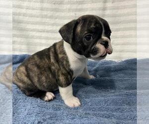 French Bulldog Puppy for sale in VIRGINIA BEACH, VA, USA