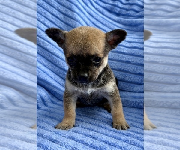 Medium Photo #6 Chihuahua Puppy For Sale in FAIR HAVEN, MI, USA