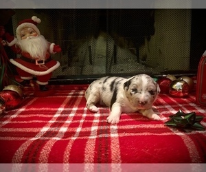 Australian Shepherd Puppy for sale in PRINCETON, TX, USA