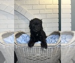 Small Photo #28 Aussiedoodle Puppy For Sale in LA CRESCENT, MN, USA