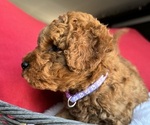 Small #4 Goldendoodle (Miniature)