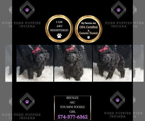 Medium Photo #7 Poodle (Toy) Puppy For Sale in WARSAW, IN, USA