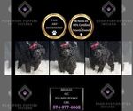Small Photo #51 Poodle (Toy) Puppy For Sale in WARSAW, IN, USA