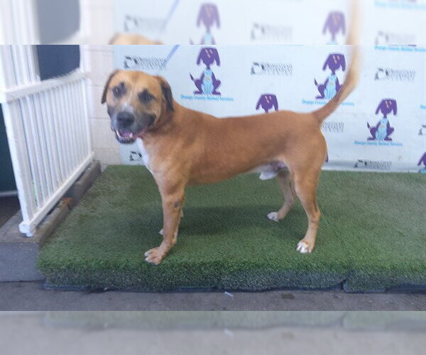 Medium Photo #1 Black Mouth Cur-Unknown Mix Puppy For Sale in Orlando, FL, USA
