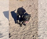 Small Photo #3 Labrador Retriever-Unknown Mix Puppy For Sale in Webster, WI, USA