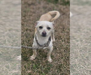 Chihuahua-Unknown Mix Dogs for adoption in Wakefield, RI, USA