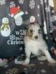 Small Photo #2 Aussiedoodle Puppy For Sale in DOWELLTOWN, TN, USA
