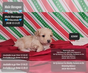 Havapoo Puppy for sale in TUCSON, AZ, USA