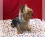 Small #4 Yorkshire Terrier