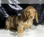 Small #1 Dachshund