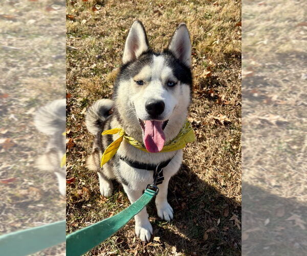 Medium Photo #3 Siberian Husky Puppy For Sale in Lawrenceville, NJ, USA