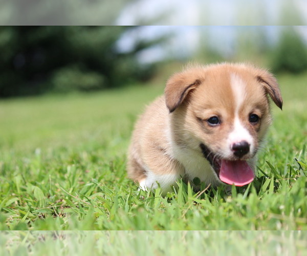 Medium Photo #2 Pembroke Welsh Corgi Puppy For Sale in FORT MADISON, IA, USA