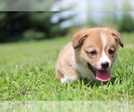 Small #1 Pembroke Welsh Corgi