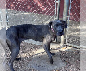 Mutt Dogs for adoption in Plano, TX, USA
