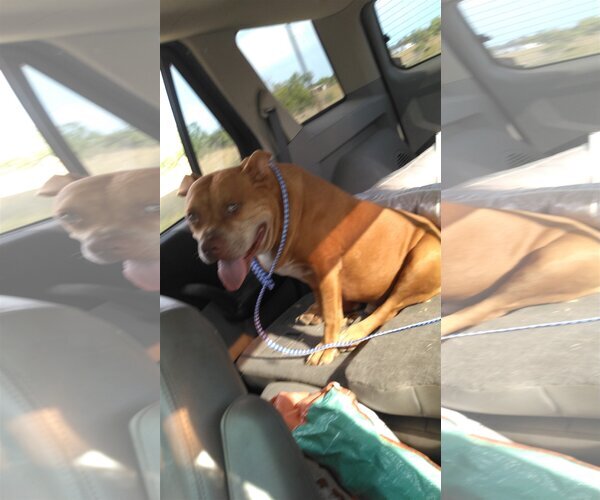 Medium Photo #4 Bulldog Puppy For Sale in Orange Grove, TX, USA