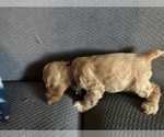 Small #4 Cocker Spaniel