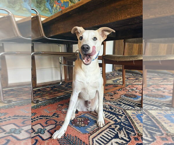 Medium Photo #1 Unknown-Whippet Mix Puppy For Sale in Candler, NC, USA