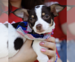 Small #5 Chihuahua Mix