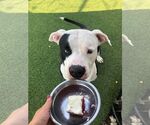 Small #8 American Bulldog