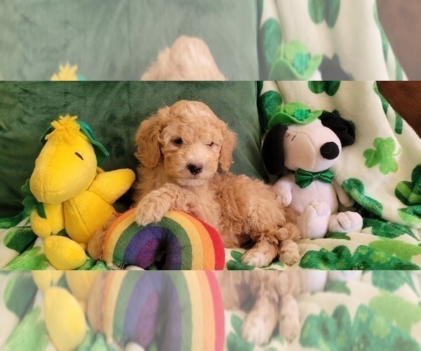 Medium Photo #11 Cockapoo Puppy For Sale in PIONEER, CA, USA