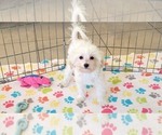 Small #4 Maltipoo (Toy)