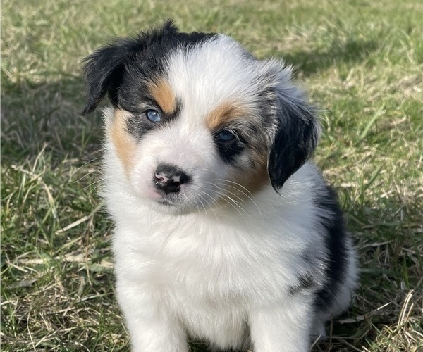 Medium Photo #6 Miniature Australian Shepherd Puppy For Sale in VERNONIA, OR, USA