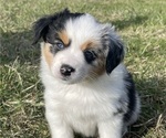 Small Photo #6 Miniature Australian Shepherd Puppy For Sale in VERNONIA, OR, USA