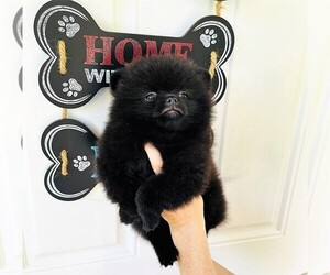 Pomeranian Puppy for sale in SUNNY ISL BCH, FL, USA