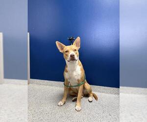 American Staffordshire Terrier Dogs for adoption in Pasadena, TX, USA
