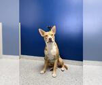 RED - Male American Staffordshire Terrier Dog for Adoption - Small photo