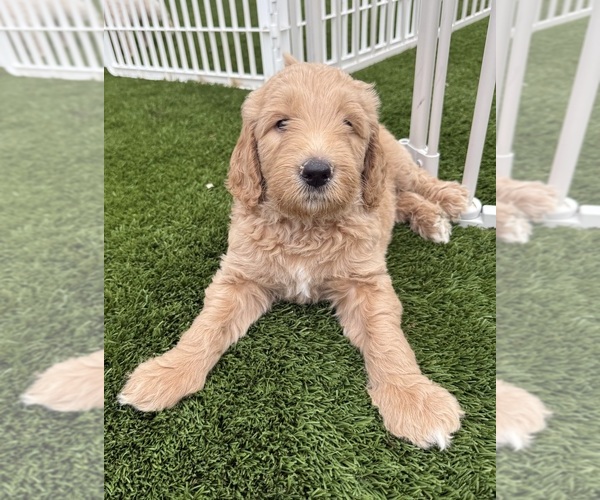 Medium Photo #2 Goldendoodle Puppy For Sale in OAKLAND, CA, USA