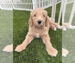 Small #1 Goldendoodle