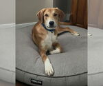 Small #1 Doberman Pinscher-Great Pyrenees Mix