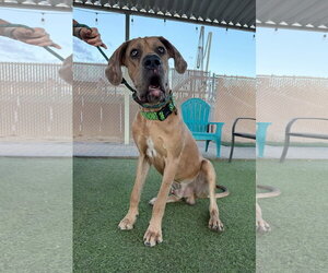 Lucias - Male Great Dane Dog for Adoption - Photo #2