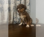 Small #13 Miniature Australian Shepherd