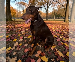 Father of the Doberman Pinscher puppies born on 08/01/2026
